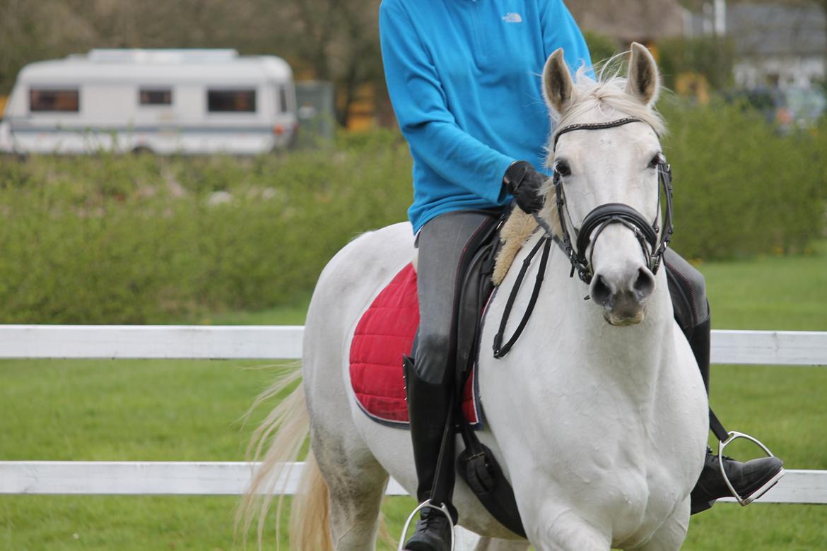 Dansk Varmblod Stella - Glade Stella billede 7
