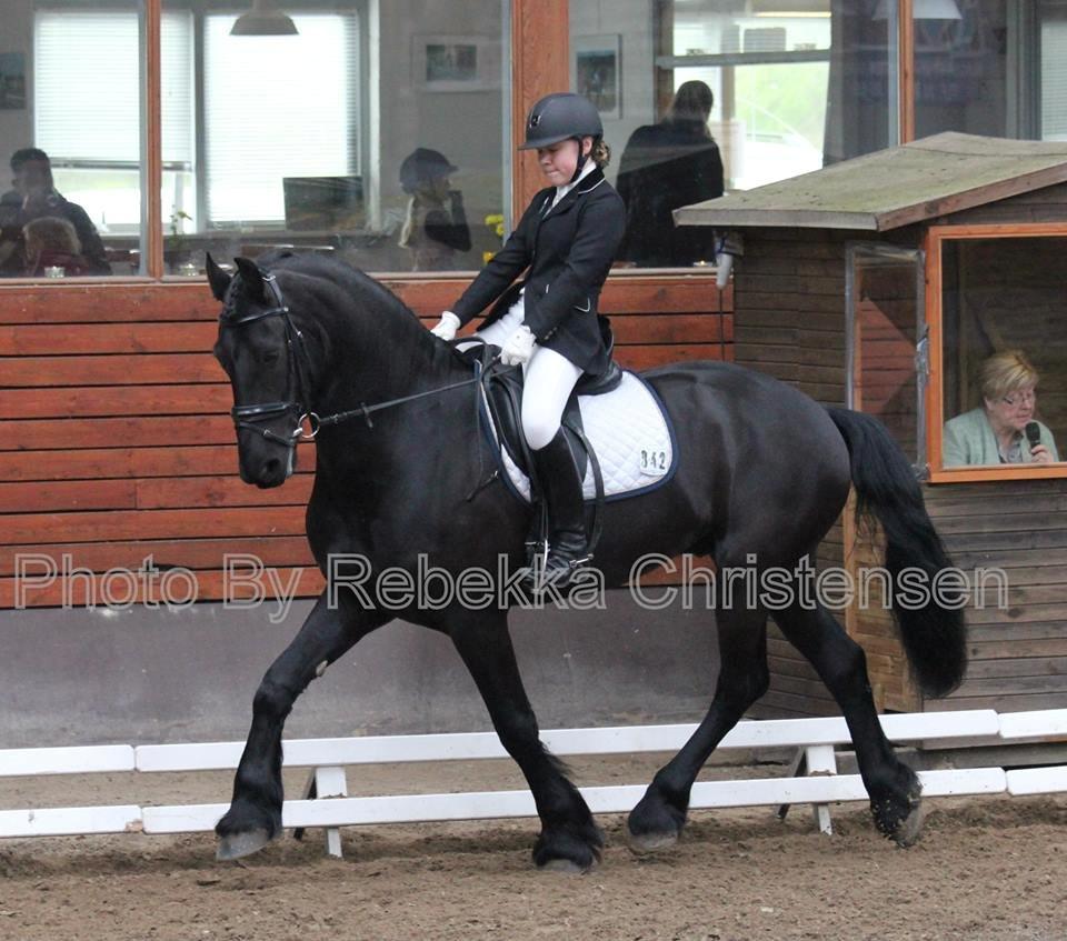 Frieser Zorro - Klubmesterskab 2015, dressur Fotograf: Photo by Rebekka Christensen billede 6