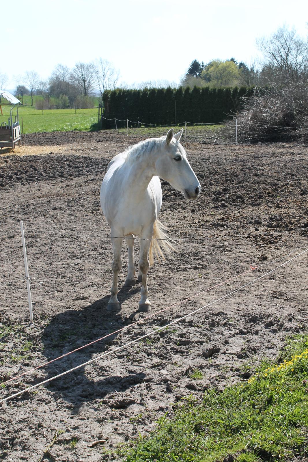 Dansk Varmblod Stella - Stella på fold hos gamle ejer. billede 3