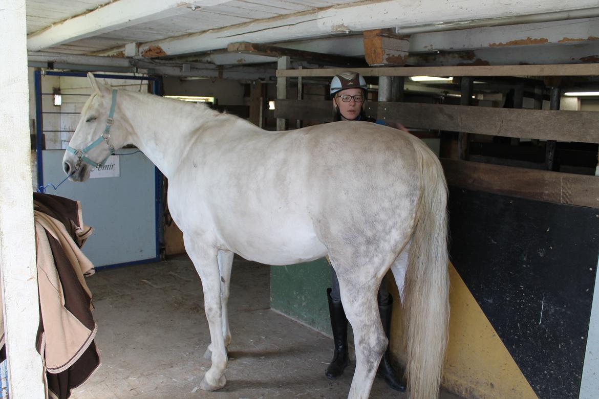 Dansk Varmblod Stella billede 9