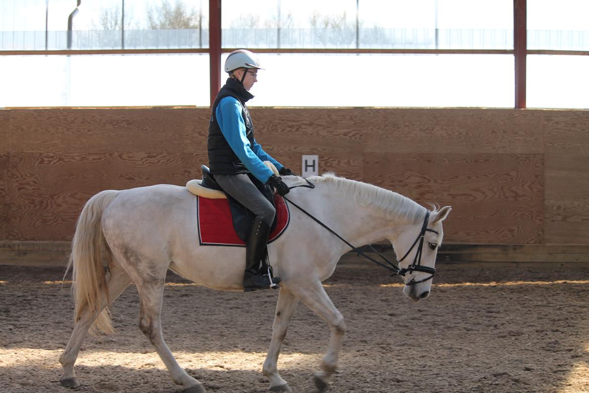Dansk Varmblod Stella - første ridetur. billede 5