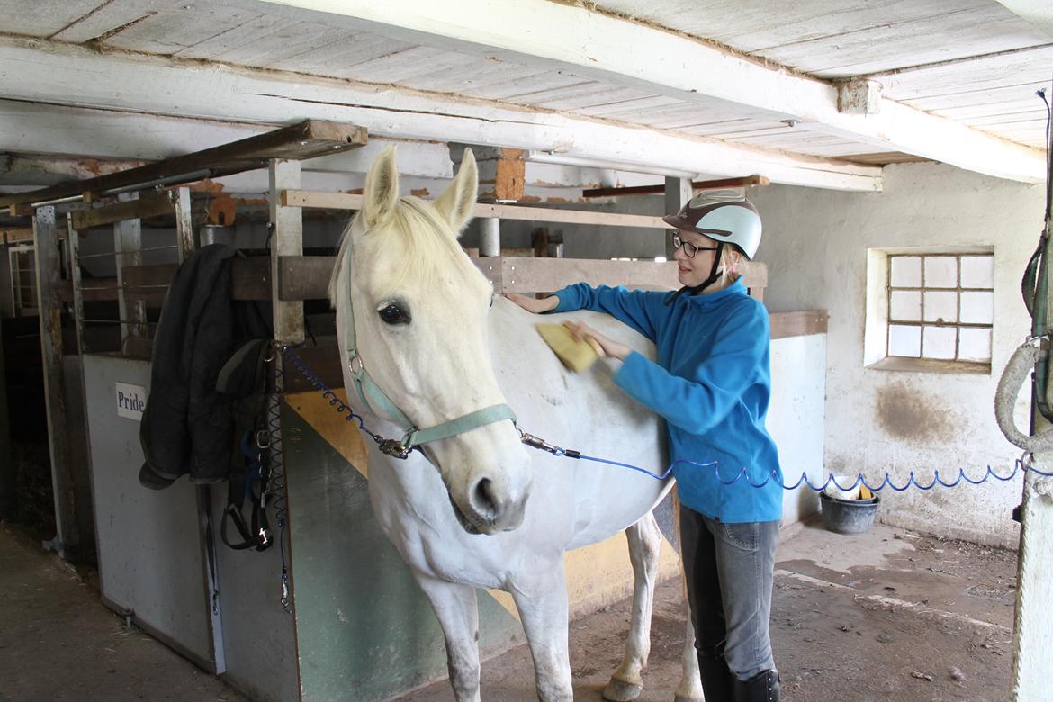 Dansk Varmblod Stella billede 14
