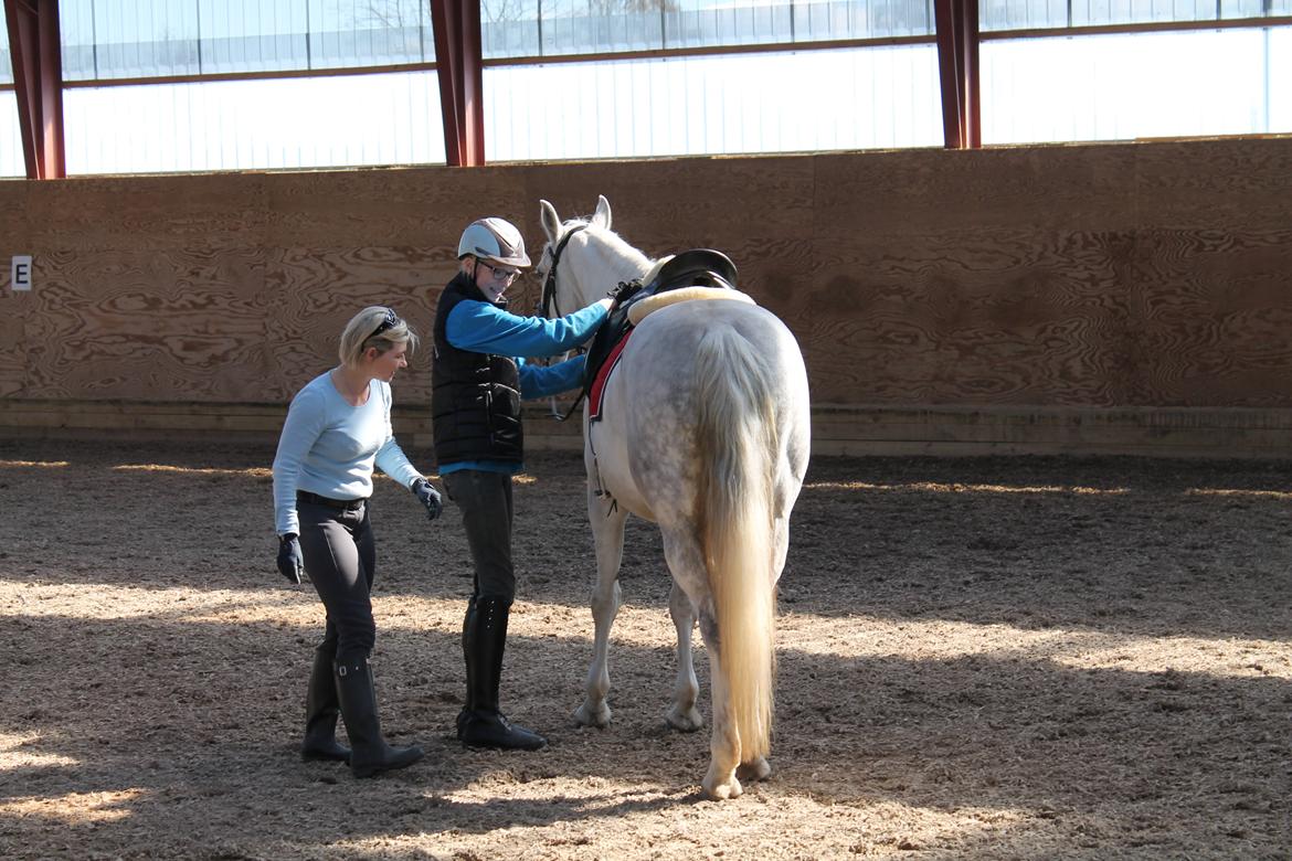 Dansk Varmblod Stella billede 8