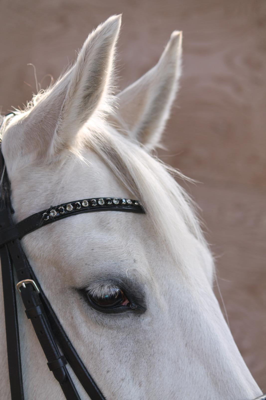 Dansk Varmblod Stella - Hendes smukke øre. <3 billede 11