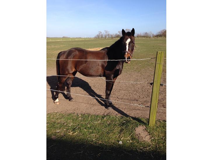 {{currentPhoto.altText}} billede {{currentPhoto.number}}