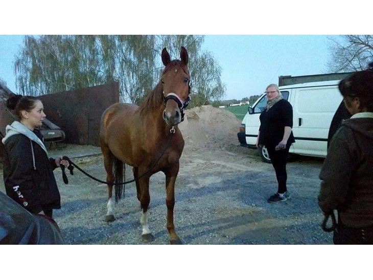 {{currentPhoto.altText}} billede {{currentPhoto.number}}