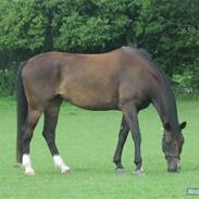 Dansk Varmblod Rugaards Bijou