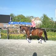 Anden særlig race Luna