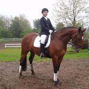 Dansk Varmblod Vanessa