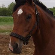 Dansk Varmblod Vanessa