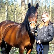 Anden særlig race Senta