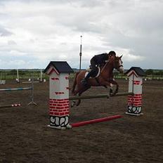 Arabisk fuldblod (OX) Stuntwan Miss you /Solgt/