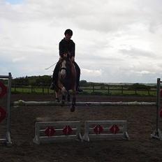 Arabisk fuldblod (OX) Stuntwan Miss you /Solgt/