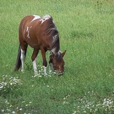 Anden særlig race Ronja *solgt*