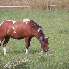 Anden særlig race Ronja *solgt*