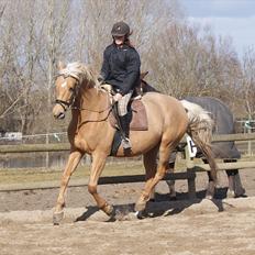 Palomino Guldhyppen Disalica :-I 