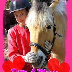 Fjordhest musse  SOLGT :'(