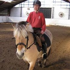 Fjordhest musse  SOLGT :'(