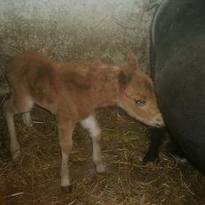 Dartmoor Dolly +DØD+