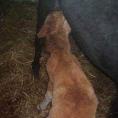 Dartmoor Dolly +DØD+