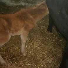 Dartmoor Dolly +DØD+