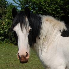 Irish Cob Egehøj`s Piano 
