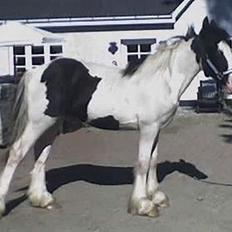 Irish Cob Egehøj`s Piano 