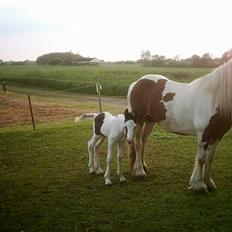 Irish Cob Egehøj`s Piano 