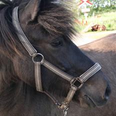 Islænder Sara II fra Klattrup