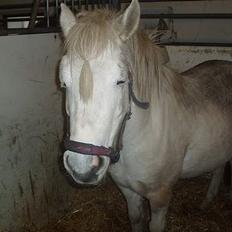 Anden særlig race Snehvide