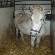 Anden særlig race Snehvide