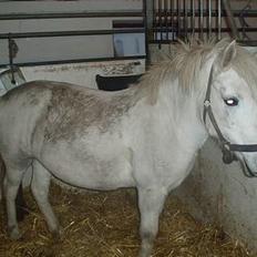 Anden særlig race Snehvide