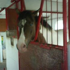 Anden særlig race Ebonys Surprise   (solgt/ R.I.P)