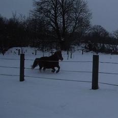 Shetlænder Frække Frida *Futte.