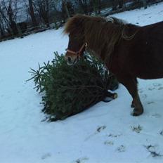 Shetlænder Frække Frida *Futte.