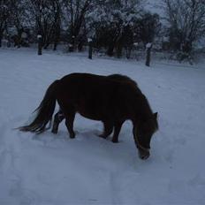 Shetlænder Frække Frida *Futte.