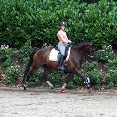 Dansk Varmblod Pelé's Samba