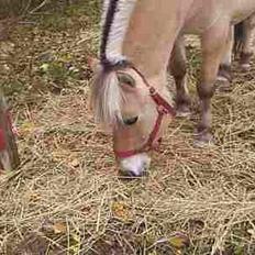 Fjordhest GFC's Fanja † R.I.P †