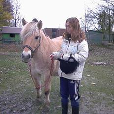 Fjordhest GFC's Fanja † R.I.P †