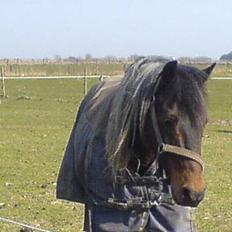 New Forest Sheik