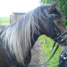 New Forest Sheik
