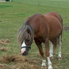 Welsh Mountain (sec A) Charlie*passer til tider*