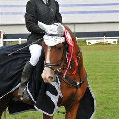 Anden særlig race /Araber Cheval