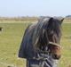 New Forest Sheik