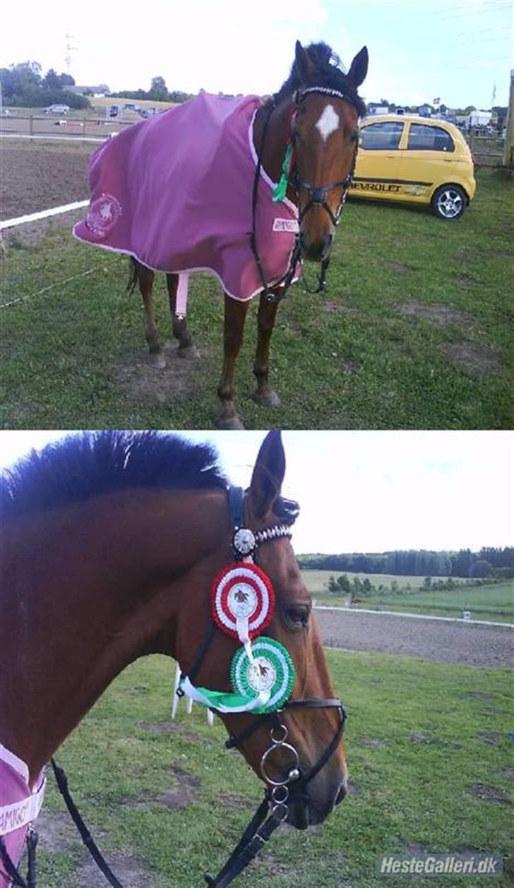 Tysk Sportspony Bonjour Boyard  - Velkommen Til bonne´s profil..! HKR KLUBMESTER HEST MILITARY 2008.. Beklager jeg ikke er med i billedet jeg har lidt travlt med at blive smidt i vandgraven:P billede 1