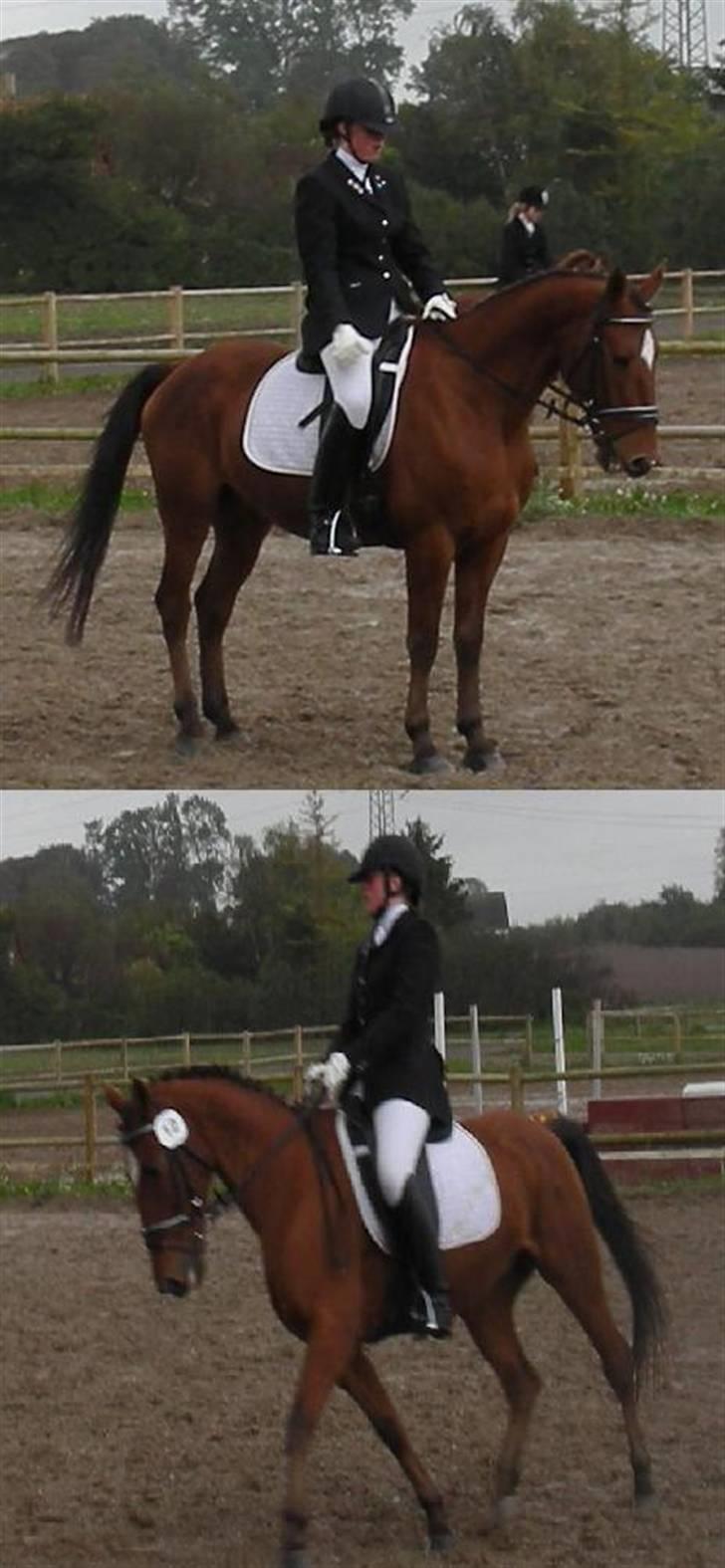 Tysk Sportspony Bonjour Boyard  - dressur 2007 En flot P. Fik 9 billede 5