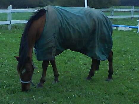 Tysk Sportspony Bonjour Boyard  - Bonne på fold billede 6