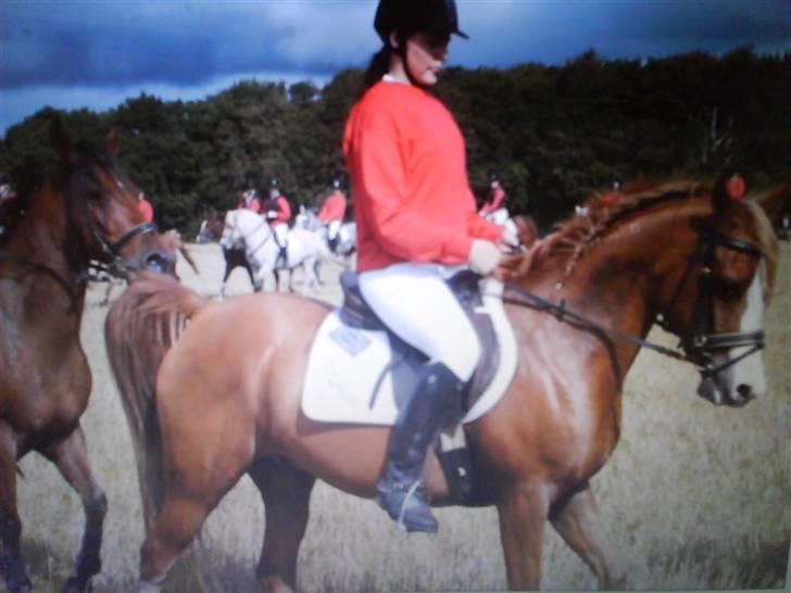 Arabisk fuldblod (OX) Stuntwan Miss you /Solgt/ - Stuntwan og mig,  billede 1