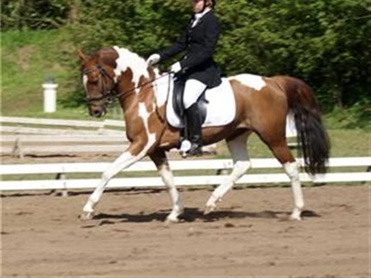 Pinto ferdinand SOLGT :)  - taget af katrine Bjørklund billede 7