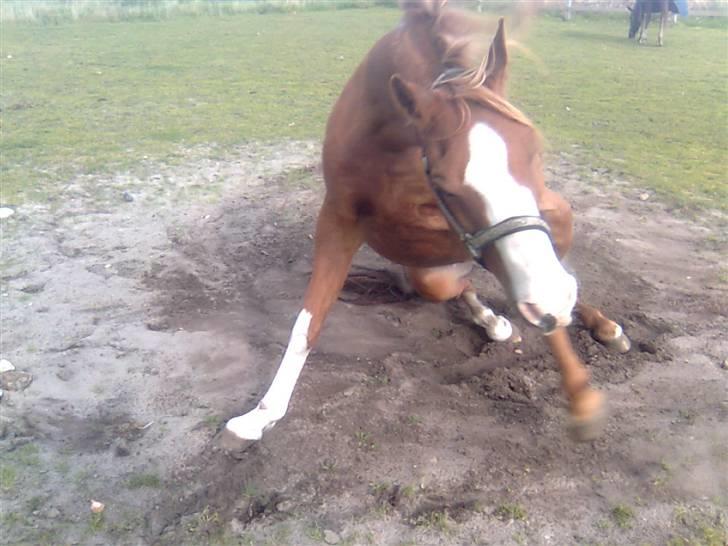 Arabisk fuldblod (OX) Stuntwan Miss you /Solgt/ - Haha... billede 5